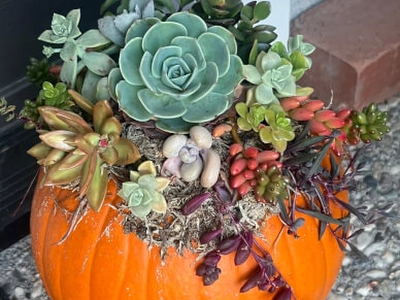 Succulent Pumpkin Workshop for Creative Team Building Experiences in San Leandro - Featured