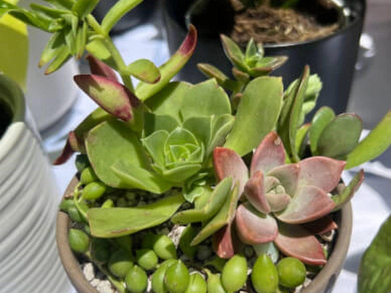 Spring Garden Succulent (Instructor Travels) - Gallery image