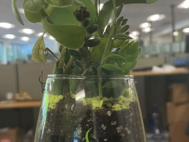 Succulent Arrangement Workshop for (Instructor Travels) - Gallery image