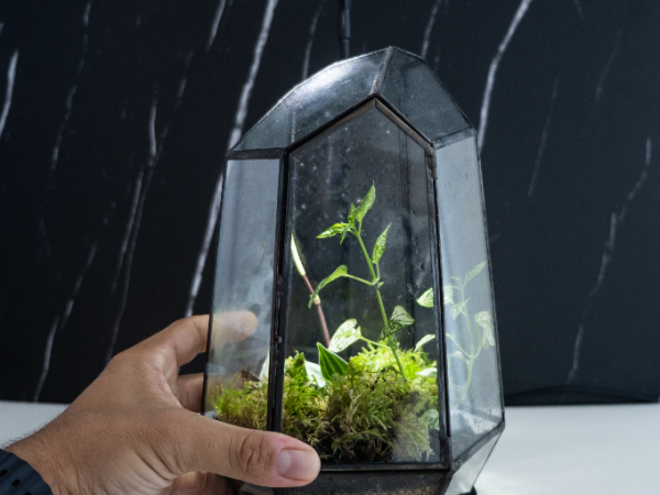 Wardian Case Terrarium Workshop
