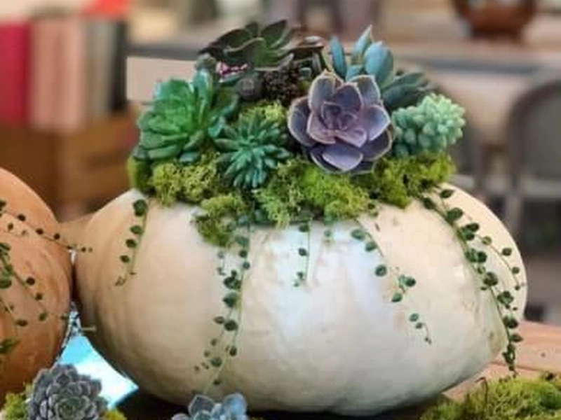 Succulent Pumpkin Workshop for Creative Team Building - Gallery image
