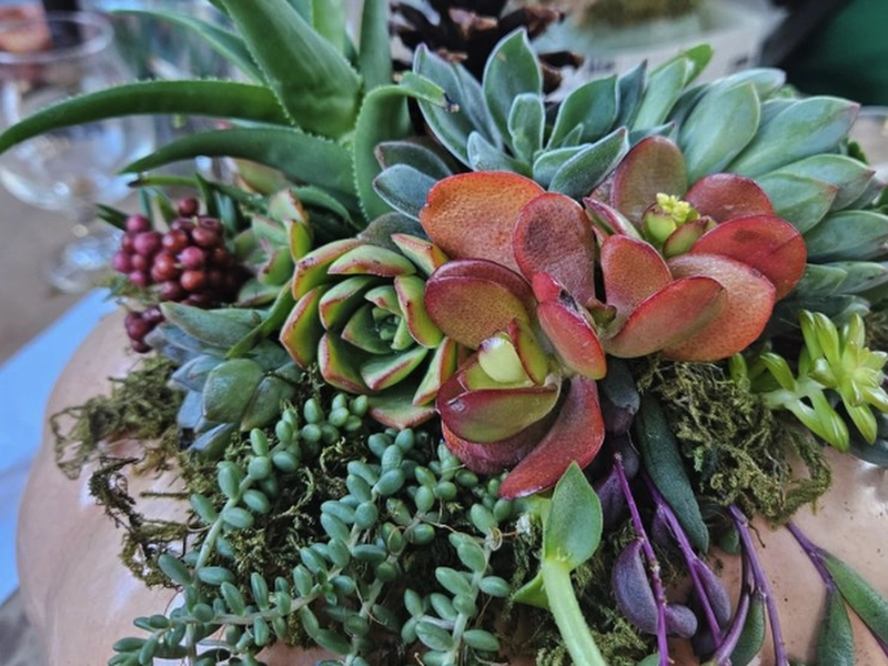 Succulent Arrangement Workshop for (Instructor Travels) - Gallery image