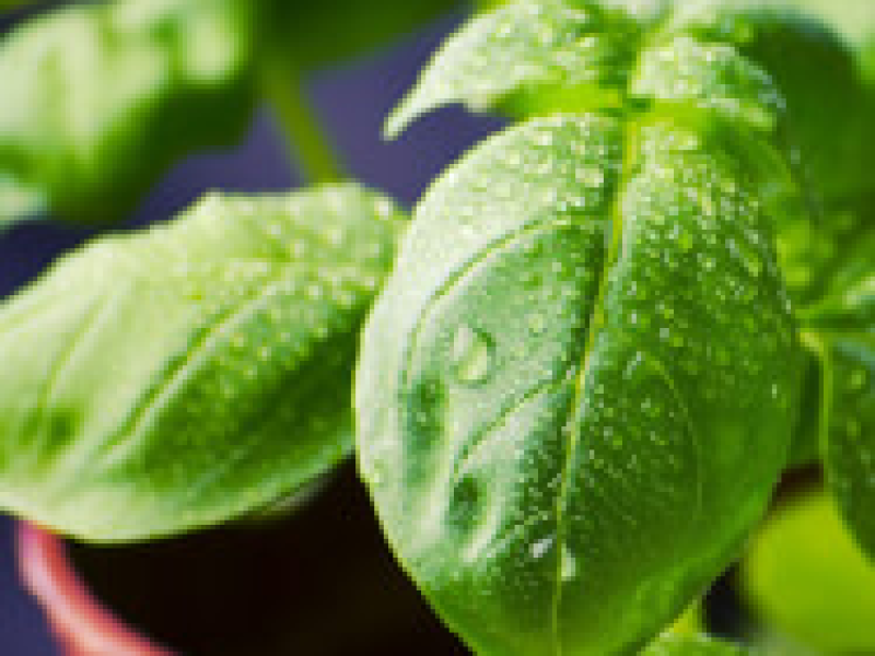 Thai Basil Chicken Cooking Class – A Three-Course Experience - Gallery image