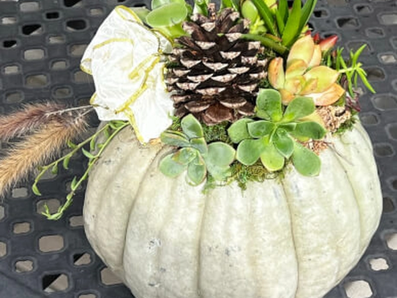 Succulent Pumpkin Workshop for Creative Team Building - Gallery image