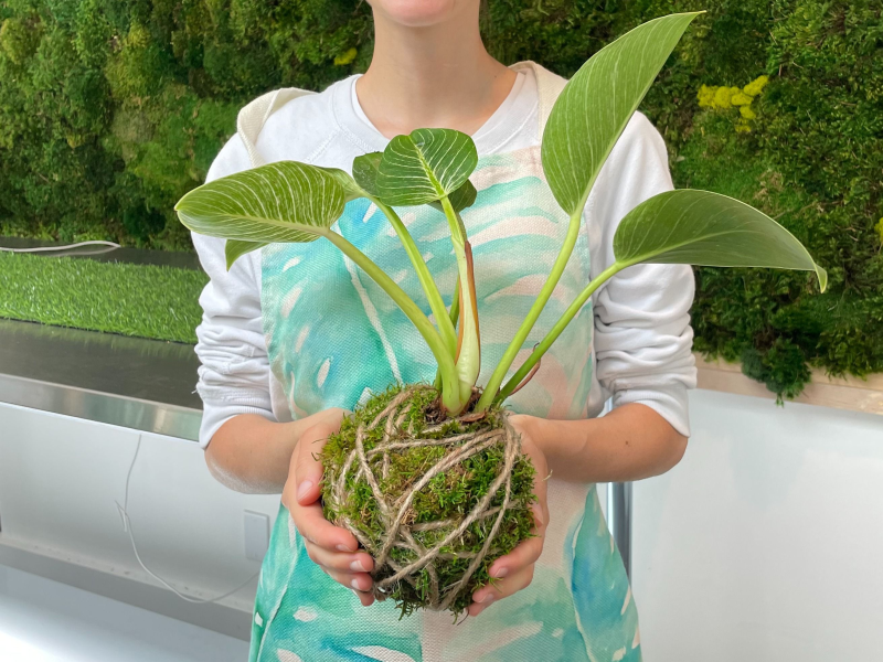 Virtual Kokedama Workshop : Moss Ball Plant Sculpture - Gallery image