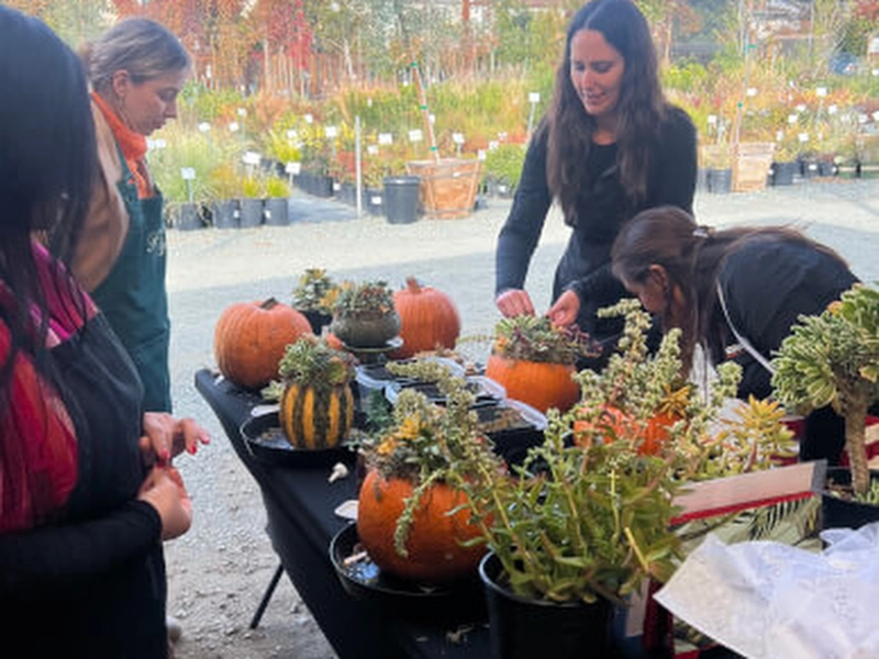 Succulent Pumpkin Workshop for Creative Team Building - Gallery image