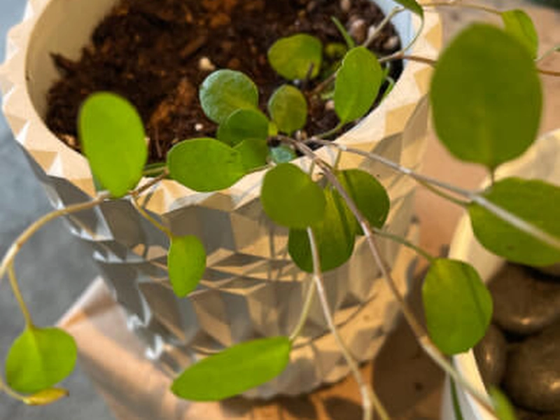 Terrarium Creation Workshop for Team Building - Gallery image