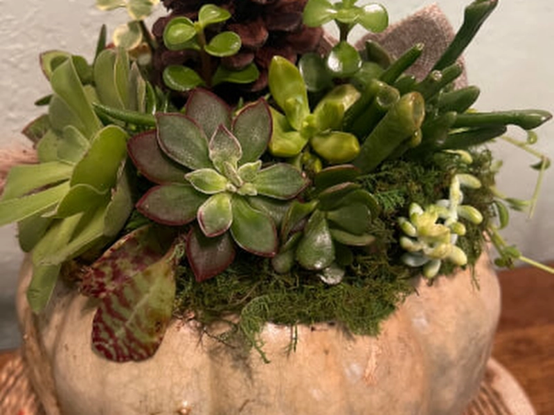 Spring Garden Succulent (Instructor Travels) - Gallery image