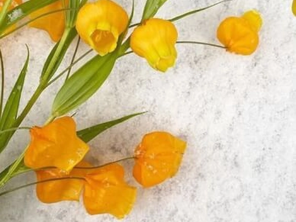 Advanced Floral Design Workshop for Team Building